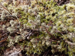 Pimelea mesoa mesoa