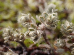 Pimelea mesoa mesoa