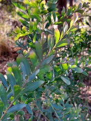 Acacia prominens