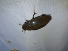 Hydrophilus insularis