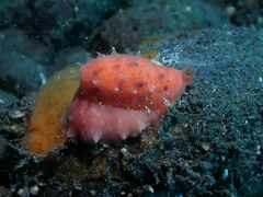 Talostolida pellucens