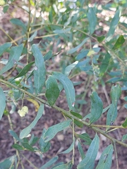 Acacia prominens