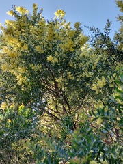 Acacia prominens