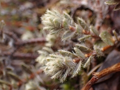 Pimelea mesoa mesoa