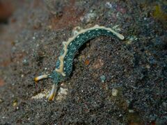Thuridilla carlsoni