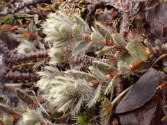 Pimelea mesoa mesoa