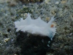 Tritoniopsis elegans