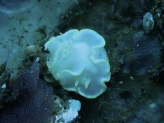 Glossodoris buko
