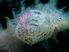 Favorinus mirabilis