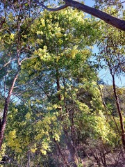 Acacia prominens