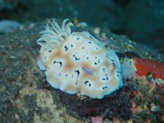 Goniobranchus leopardus