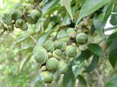 Lithocarpus glaber