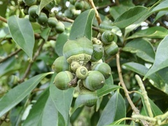 Lithocarpus glaber