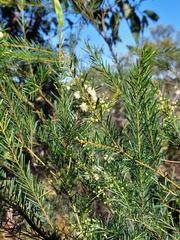 Acacia linifolia