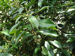 Lithocarpus glaber