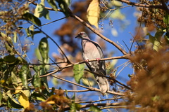 Patagioenas cayennensis