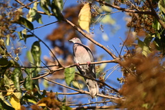 Patagioenas cayennensis