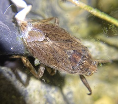 Belostoma bakeri
