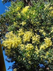 Acacia prominens