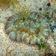 Stichodactyla tapetum