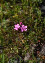 Dianthus capitatus