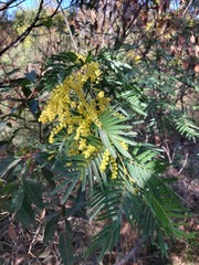 Acacia filicifolia