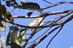 Vireo chivi