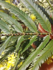 Acacia filicifolia