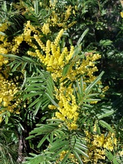 Acacia filicifolia