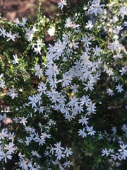 Olearia microphylla