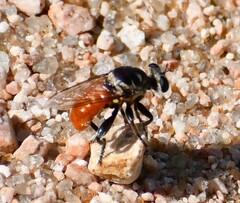Cerotainiops abdominalis