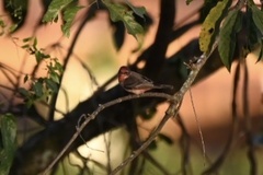 Pyrocephalus rubinus