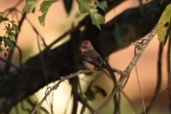 Pyrocephalus rubinus