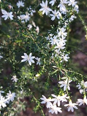 Olearia microphylla