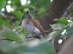 Terpsiphone paradisi