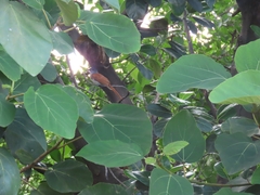 Terpsiphone paradisi