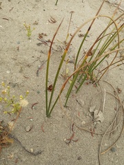 Juncus lesueurii