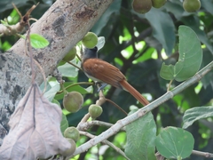 Terpsiphone paradisi