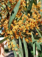 Acacia rubida