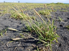 Ischaemum anthephoroides