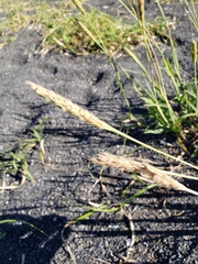 Ischaemum anthephoroides