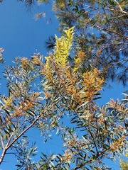 Acacia rubida
