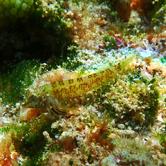 Enneapterygius rufopileus