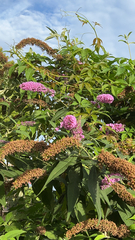 Buddleja davidii