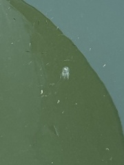 Polyorchis penicillatus