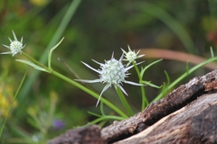 Eryngium pinnatifidum