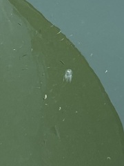 Polyorchis penicillatus