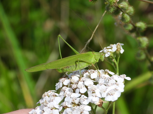 Lakštasparnis pjūklius