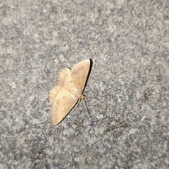 Geometridae