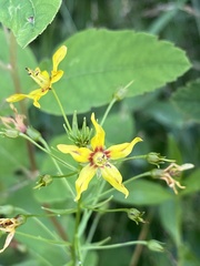 Lysimachia terrestris